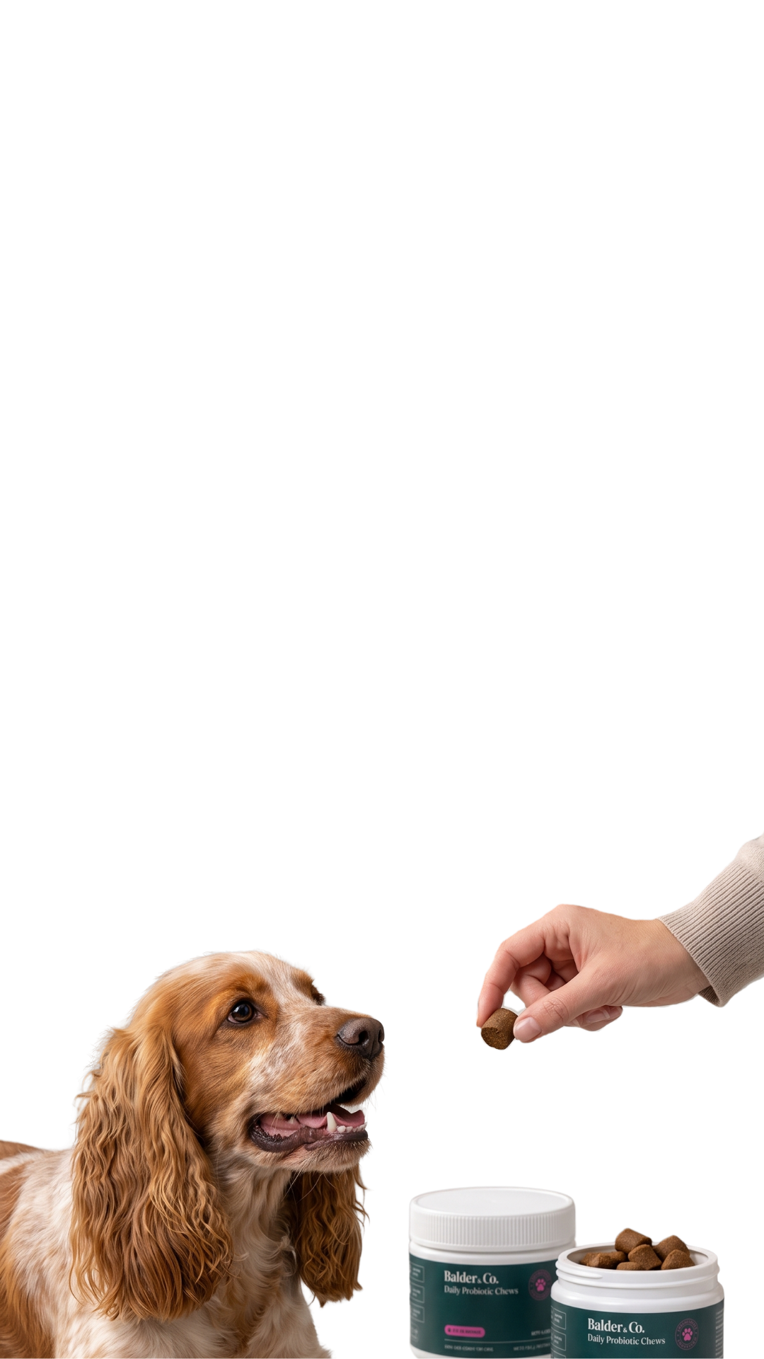 Cocker spaniel får en Balder & Co. tygge